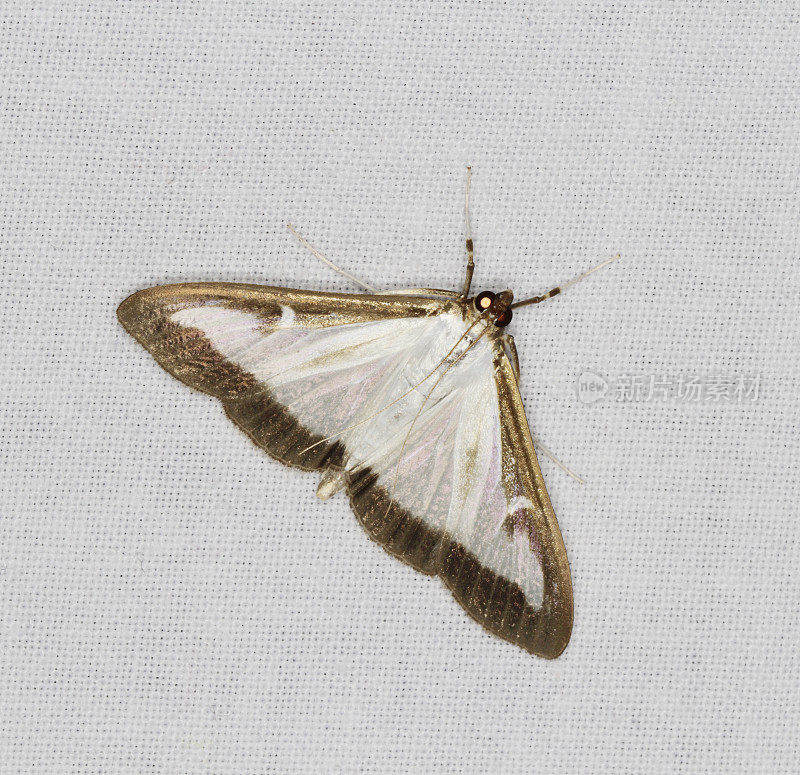 黄杨蛾(Cydalima perspectalis)的光